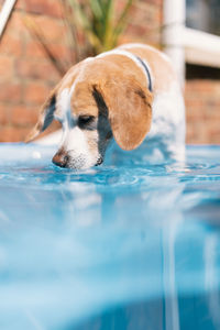Close-up of dog in water