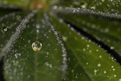 Water drops on lupin leaves
