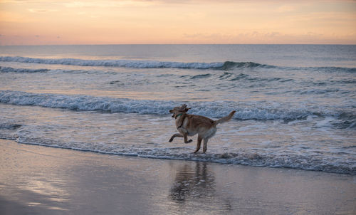 Full length of a dog on beach