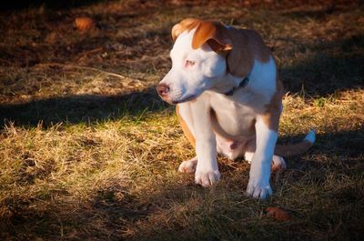 Close-up of dog on field