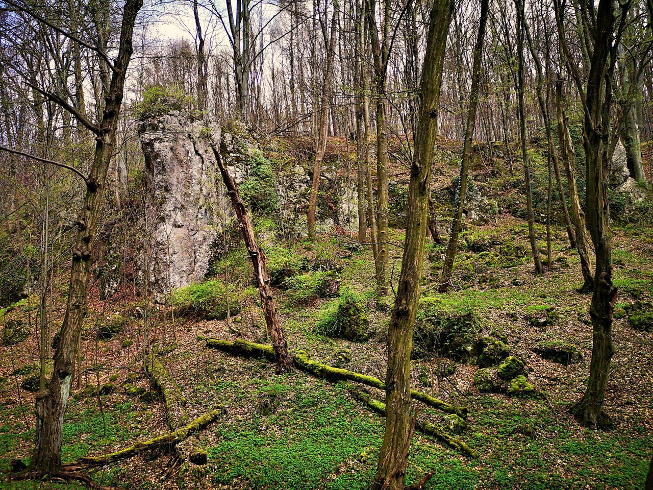 PLANTS GROWING IN FOREST