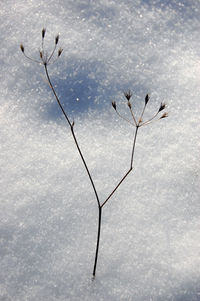 Close-up of plants