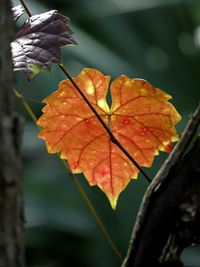 Close-up of autumnal leaves