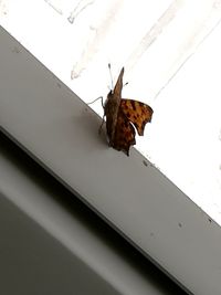 Close-up of butterfly perching