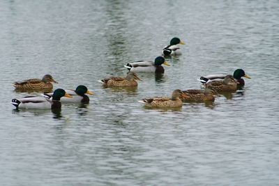 Ducks swimming in lake