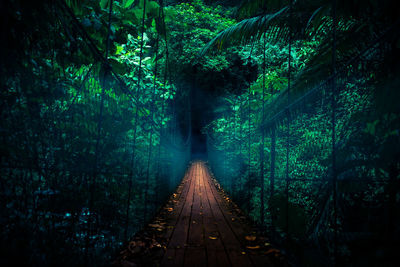 Railroad tracks amidst trees in forest