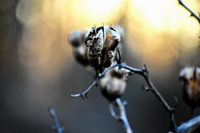 Close-up of dried seed pod