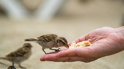 Close-up of hand holding bird