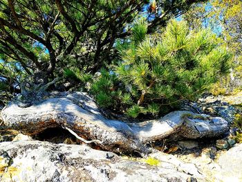 Trees growing on field in forest