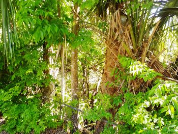 Trees growing in forest