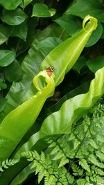 Close-up of insect on leaf