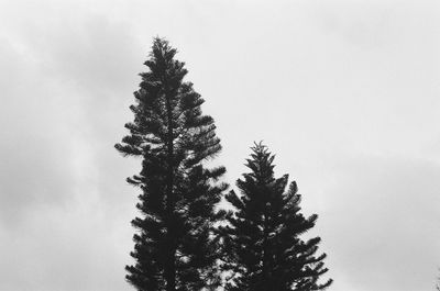 Low angle view of trees against sky