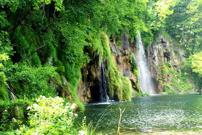 Scenic view of waterfall in forest