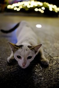 Portrait of cat lying on rug