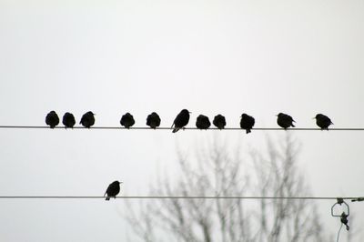 Low angle view of birds perching on cable against sky