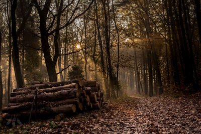 Stack of logs in forest