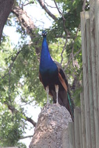 Low angle view of peacock perching on tree