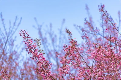 Low angle view of cherry blossoms against sky