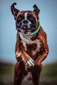 Portrait of dog with mouth against sky