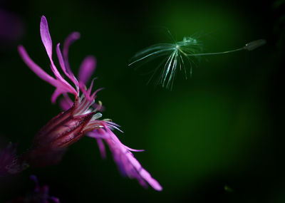 Close-up of purple flowering plant