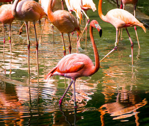 Close-up of flamingo 