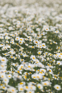 Close-up of flowering plants on field