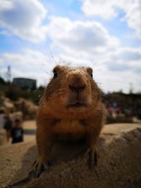 Close-up of a rabbit on land