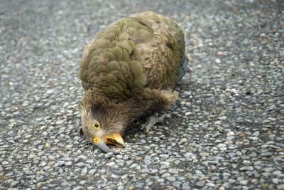 High angle view of a bird on street