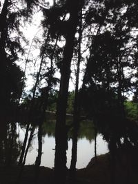 Reflection of trees in water