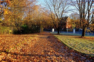 Trees in park during autumn