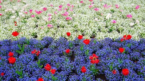 Full frame shot of red flowers blooming in field