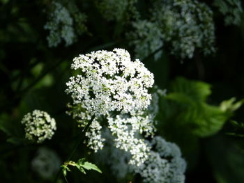 Close-up of white flowering plant