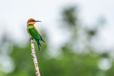 Close-up of bird perching on branch