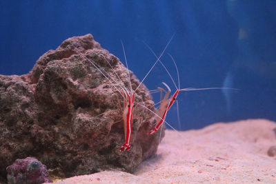 Shrimps in a marine fish tank 