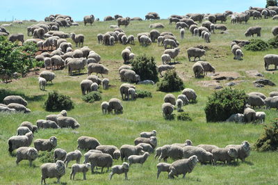 Flock of sheep on field