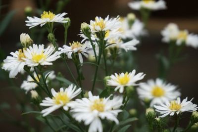 Close-up of white daisy flowers