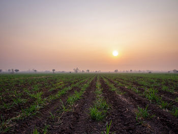 Scenic view of field against sky during sunset