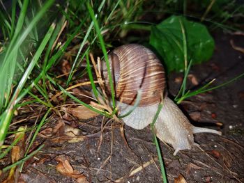 Close-up of snail on field