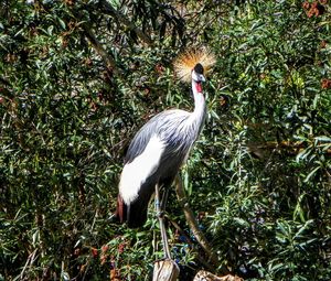 Bird perching on tree