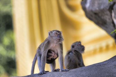 Monkey on the hill of  hua hin