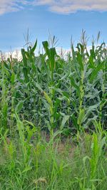 Plants growing on field against sky