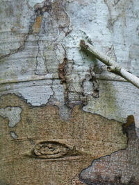 Full frame shot of old tree trunk