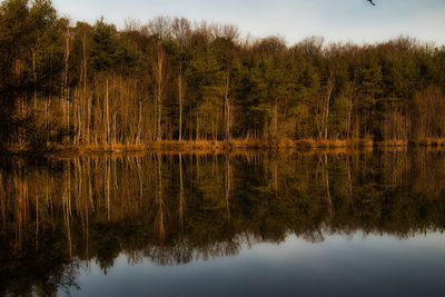 Scenic view of lake in forest against sky