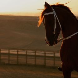 Close-up of horse on field against sky during sunset