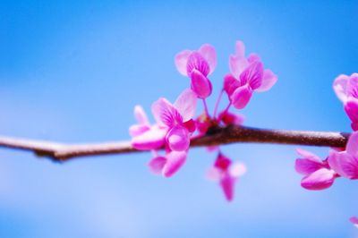 Low angle view of pink flowers