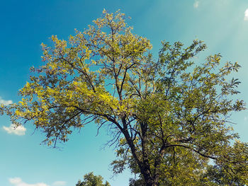 Low angle view of trees against blue sky