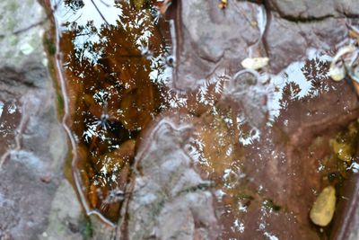 Full frame shot of tree trunk