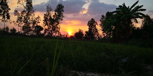 Trees on field against sky at sunset