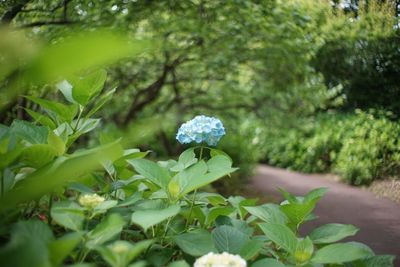 Fresh blue hydrangeas in park