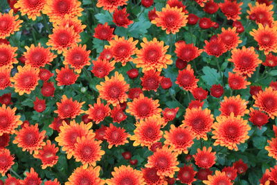 High angle view of red flowering plants